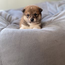 Robin - Shiba Inu puppy from Happy Tails Shiba Inus