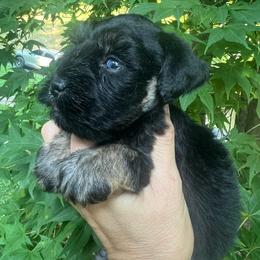 Gabby - Black and silver female Miniature Schnauzer puppy in Grayson, Kentucky from Seventh Heaven Schnauzers