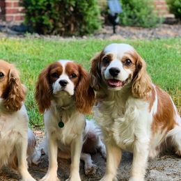 Cavalier King Charles Spaniels from Cardinal Cavaliers