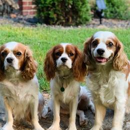 Cavalier King Charles Spaniels from Cardinal Cavaliers