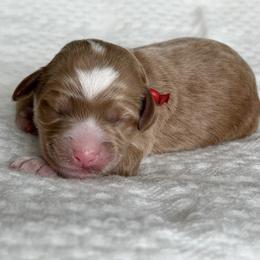 Red - Caramel cream female Australian Labradoodle puppy in Auburn, Washington from West Valley Labradoodles