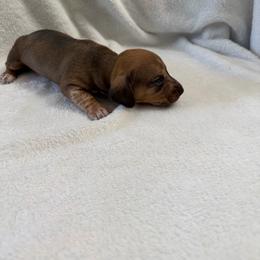 Marble - Red male Dachshund puppy in Atwater, California from Dachshunds of cali