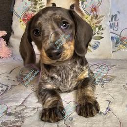 Bluebelle - Piebald female Dachshund puppy in Herald, California from Bluegum Dachshunds