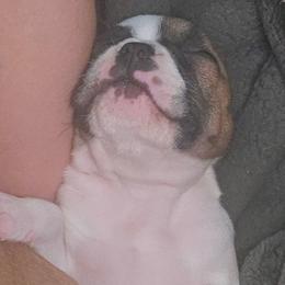 Lucy - White and fawn female French Bulldog puppy in Monterey, Louisiana from McaysKennels