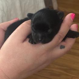 Brandy - Black female Pomeranian puppy in Illinois from Maribel Poms