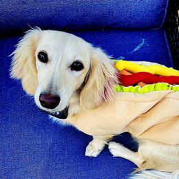 Marilyn  - Dachshund