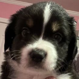 Boy 1 - Black Miniature Australian Shepherd puppy in Corydon, Indiana from Arbuckle’s Lookin Good Aussies (LGA)