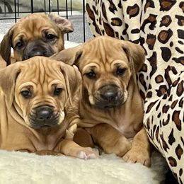 Rhodesian Ridgeback Puppies from Lyonnese Rhodesian Ridgebacks