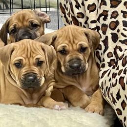 Rhodesian Ridgeback Puppies from Lyonnese Rhodesian Ridgebacks