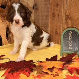 Rachel - Brown and white female Aussiedoodle puppy in Lavonia, Georgia from H & A Kennels