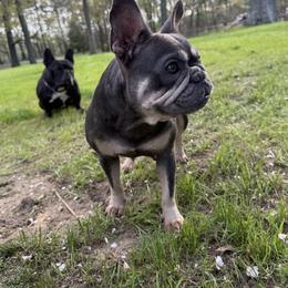 French Bulldog Puppies from Black Water Frenchies