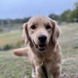 Belgian Tervuren and Golden Retrievers from Rise and Shine Kennels
