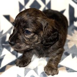 Boy 2 - male Dachshund puppy in Fredonia, Arizona from Desert Horizon Dachshunds