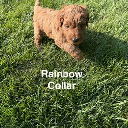 Rainbow Collar - Red  female Goldendoodle puppy in Landis, North Carolina from Shelbys Doodle Farm