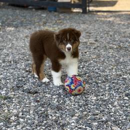 Hamilton - Red tri-color male Australian Shepherd puppy in Asheboro, North Carolina from FairWilde