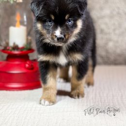 Miniature Australian Shepherd and Toy Australian Shepherd Puppies from Pistol Paws Aussies