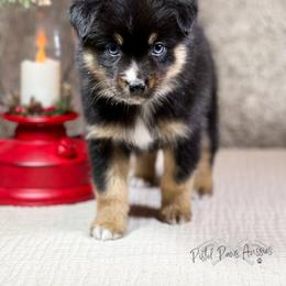 Miniature Australian Shepherd and Toy Australian Shepherd Puppies from Pistol Paws Aussies