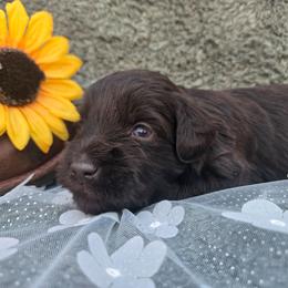 Dexter - Liver male Miniature Schnauzer puppy in Hickory, North Carolina from Selene's Schnauzers