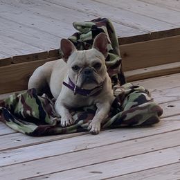 Kali - French Bulldog