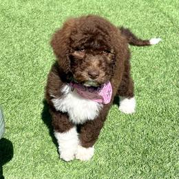 Aussiedoodle and Bernedoodle Puppies from Platinum Bernedoodles of Texas