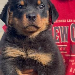 Orion Vom Haus Williams - Black and rust female Rottweiler puppy in San Antonio, Texas from VHWilliamsRottweilers