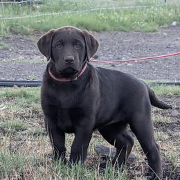 Labrador Retriever puppies from Learning With Dogs