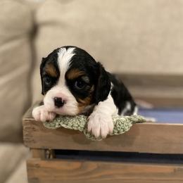 Bonnie - Tri-color female Cavalier King Charles Spaniel puppy in Taylor, Michigan from SHANNON'S CAVALIERS