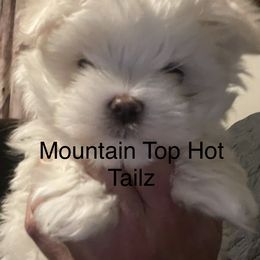 Taz collar purple - White male Maltese puppy in Taylorsville, North Carolina from Mountain Top Hot Tailz