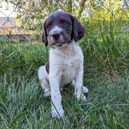 Blue- Ned - Sporty Mix puppy in Snowflake, Arizona from Az Mountain Doodles