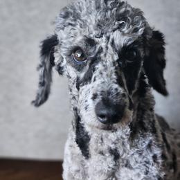 Caspian - Blue male Poodle puppy in Seffner, Florida from Gold Diamond Pup