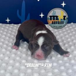 Braun - Red tri-color male Australian Shepherd puppy in Tucson, Arizona from TTTNT Aussies