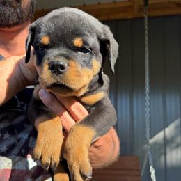 Boy 3 - Black and mahogany male Rottweiler puppy in Lyons, Indiana from White River Rottweilers