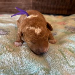 Autumn - Red  female Goldendoodle puppy in Chino Valley, Arizona from Bass Creek Doodles