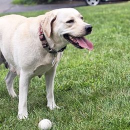 Lucy - Labrador Retriever