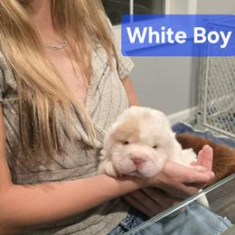 White Boy - White male Chinese Shar-Pei puppy in Blossvale, New York from CNY Shar Peis