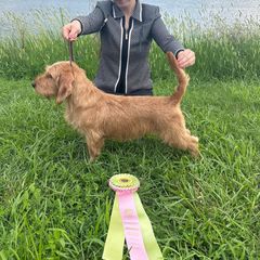 Claire - Basset Fauve de Bretagne
