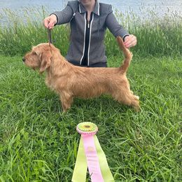 Claire - Basset Fauve de Bretagne