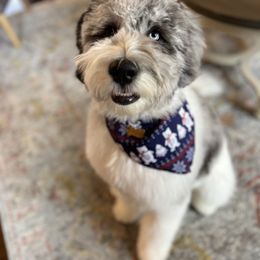 Bernedoodle and Goldendoodle Puppies from A.N.A. Doodles