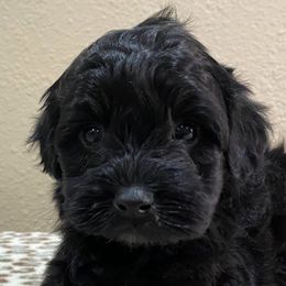 Aussiedoodles and Goldendoodles from Foneb Farm - The F1B Farm