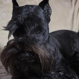 Thunder - Miniature Schnauzer
