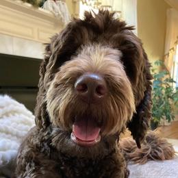 Penny - Australian Labradoodle