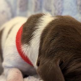 German Shorthaired Pointer Puppies from Hanaway GSPs