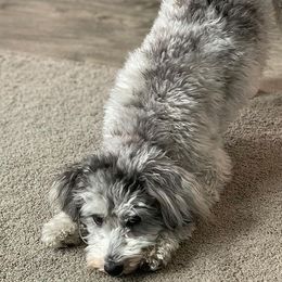 Aussiedoodles from Aussiedoodle Sky
