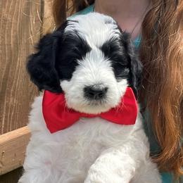 Astro Lucas - Parti male Double Doodle puppy in Johnston, Iowa from Trinity Doodles