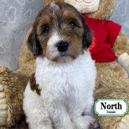 North - Sable female Bernedoodle puppy in Milan, Indiana from Doodles & Spice