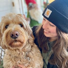 "Winchester, our f1 goldendoodle stud dog " Goldendoodle All Grown Up from Homestead Doodles