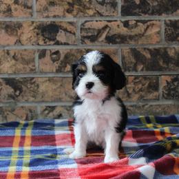 Maple - Tri-color female Cavalier King Charles Spaniel puppy in Hays, Kansas from Pinehurst Cavalier's