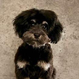 Aussiedoodles, Cockapoos, and Havapoos from Kaitlen Wood