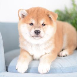 Norika - Red Girl - Red female Shiba Inu puppy in Neosho, Missouri from Sunny Terrace Shibas