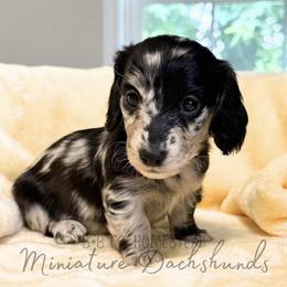 Dachshund Puppies from B+B Miniature Dachshunds